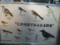 Tokyo bird species